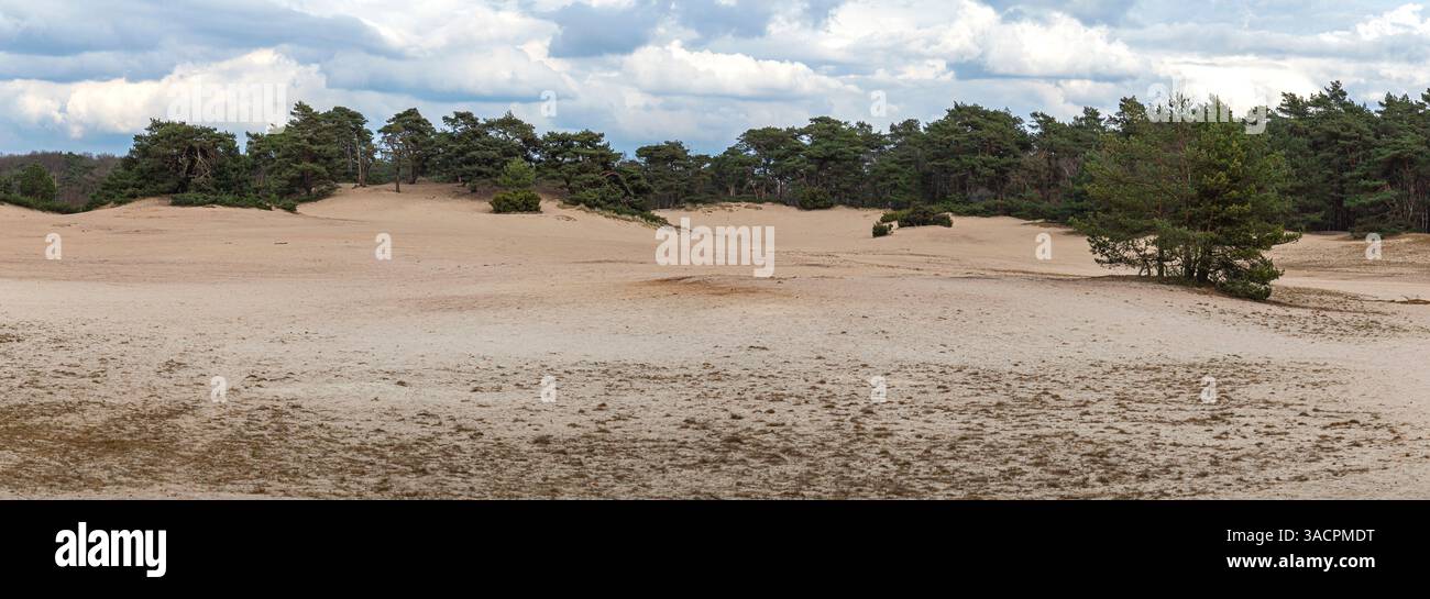 Un paesaggio sabbioso con vegetazione sparsa e uno sfondo boscoso sotto un cielo parzialmente nuvoloso, che irradia serenità naturale. Paesaggio olandese. Foto Stock