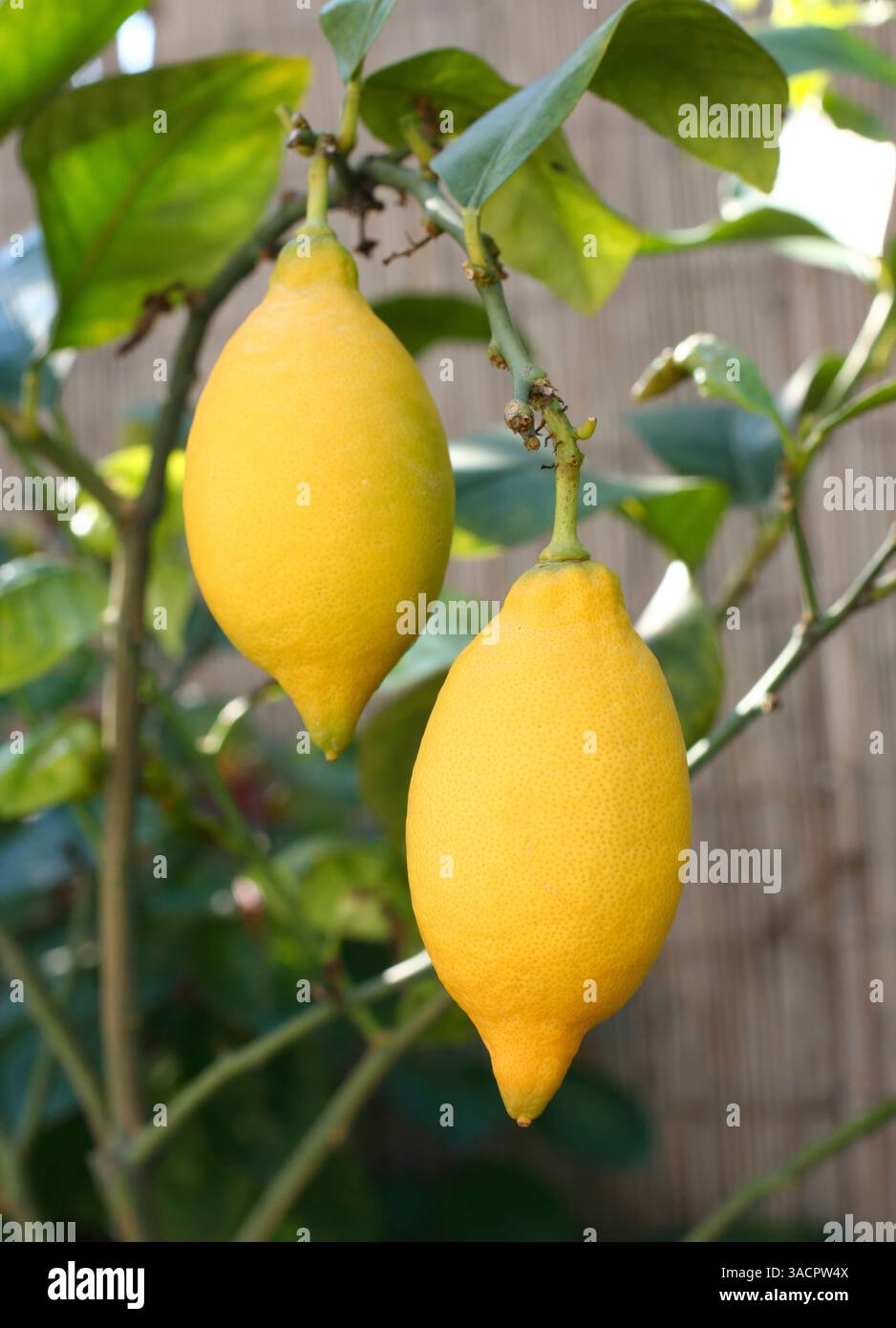 Due limoni maturi appesi a un vivace ramo di limone, che mostrano il loro colore giallo brillante e sono pronti per la raccolta Foto Stock