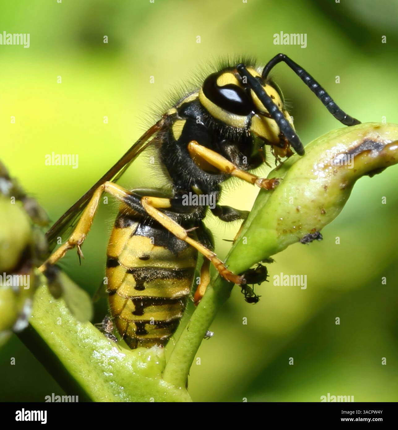 Macrofotografia che cattura una vespa che indaga su una pianta verde vibrante nel suo habitat naturale, evidenziando i dettagli intricati dell'insetto Foto Stock