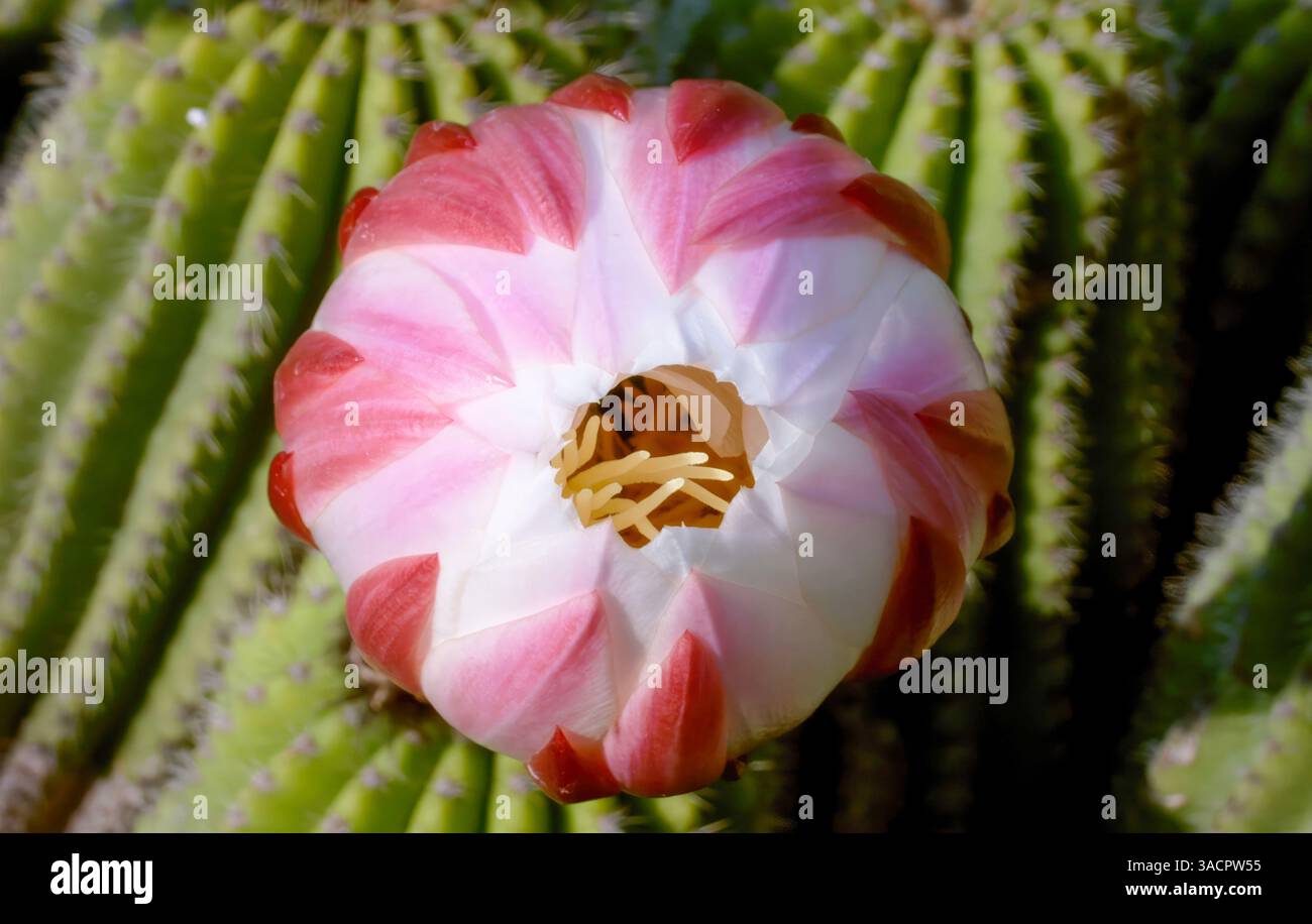 Primo piano di un vivace fiore di cactus rosa e bianco che fiorisce, rivelando i suoi delicati petali e il centro giallo sullo sfondo verde piccante Foto Stock