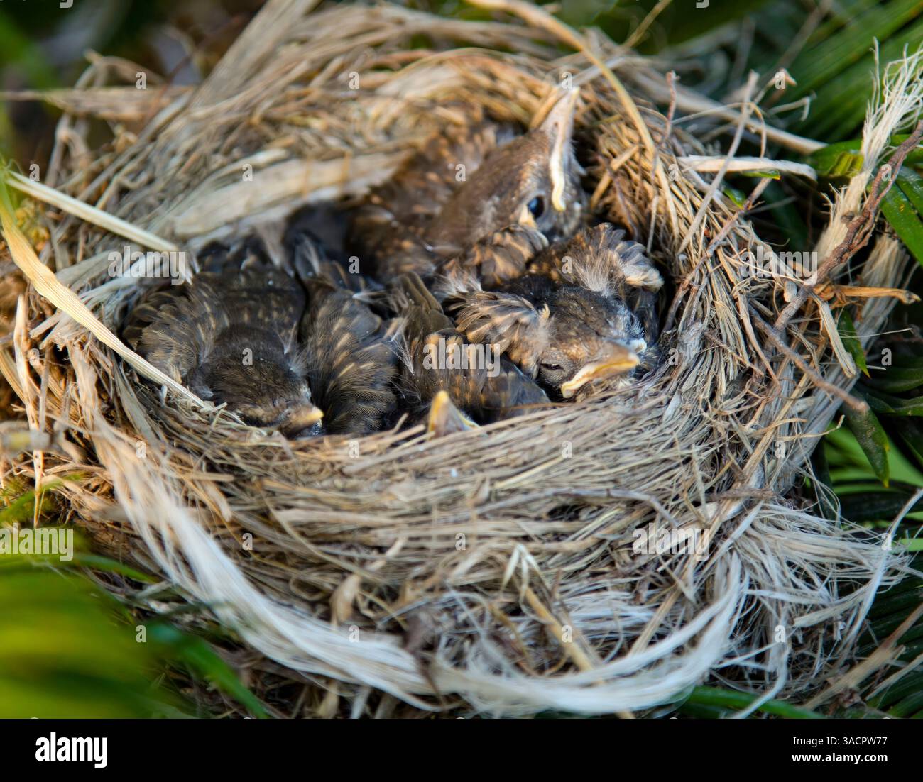 Un gruppo di uccelli finch appena nati accoccolati, che dormono tranquillamente nel loro accogliente nido durante la vibrante stagione primaverile, circondati dalla natura Foto Stock