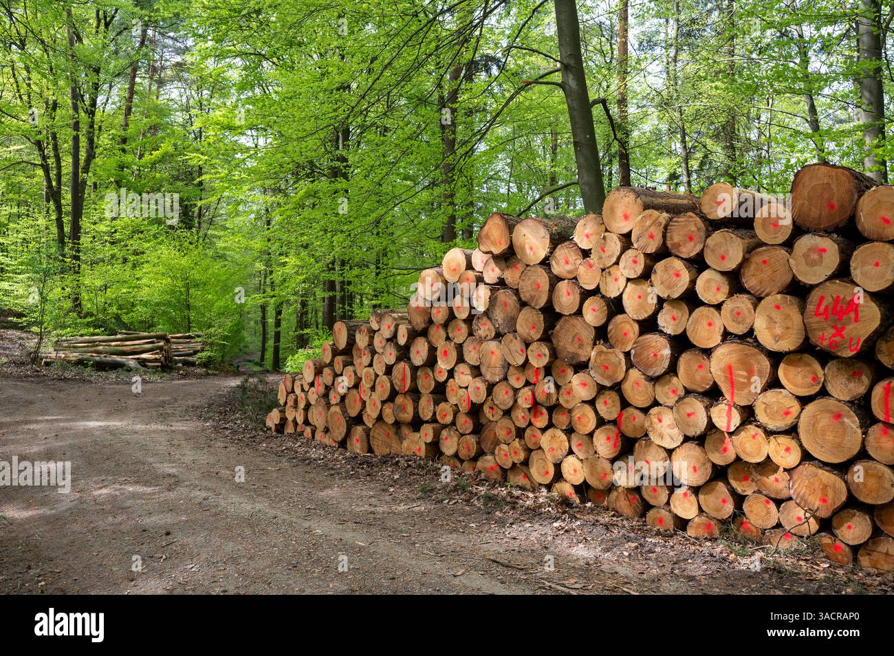 Pila di legna per stufe da fuoco in una foresta Foto Stock