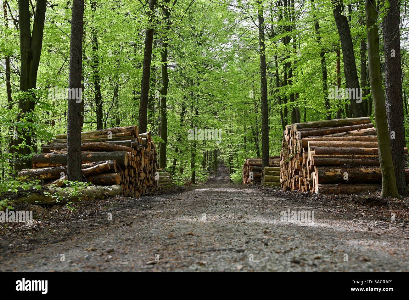 Pila di legna per stufe da fuoco in una foresta Foto Stock