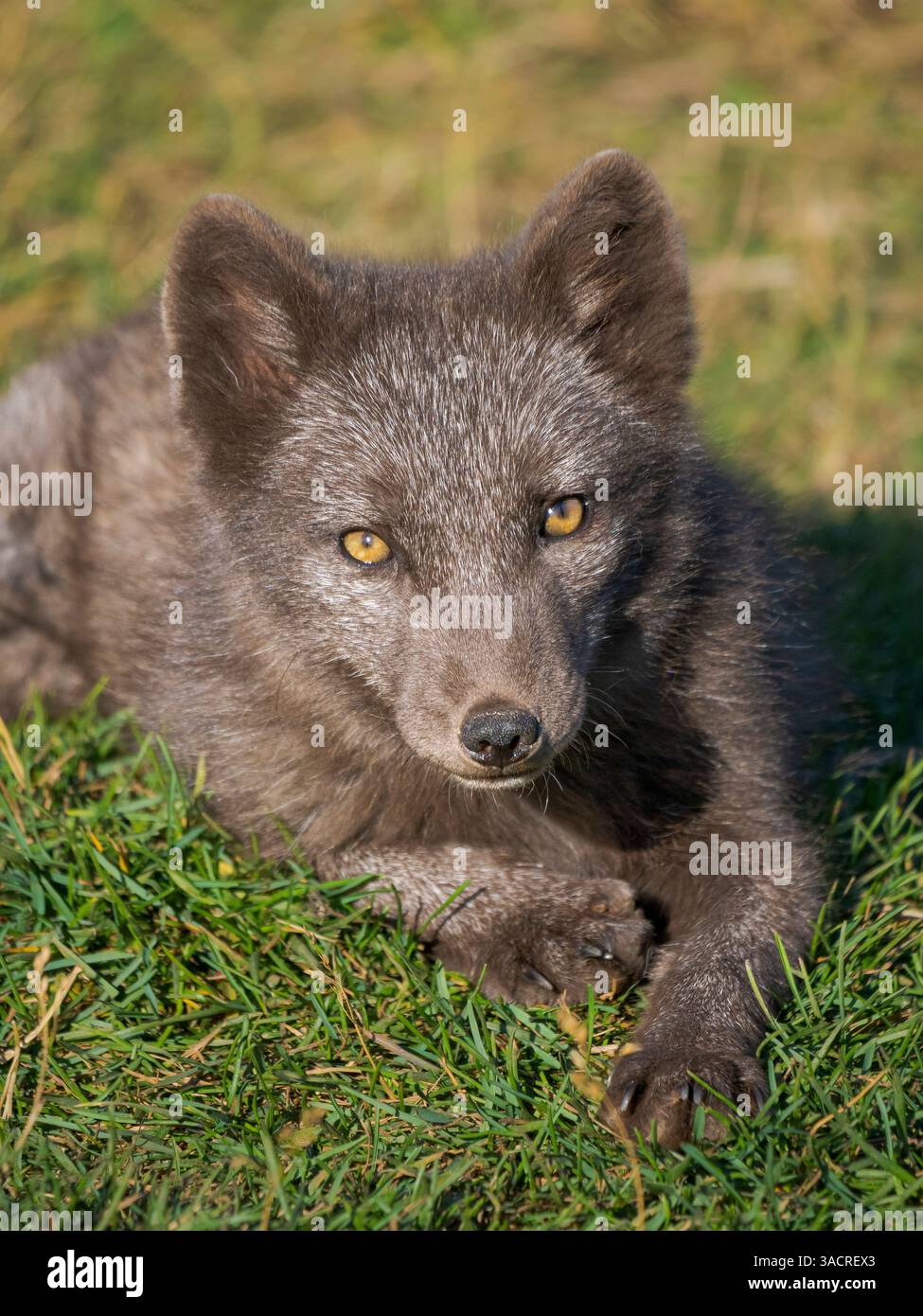 Giovane volpe artica, morfo blu, in un recinto per le volpi artiche orfane del Melrakkasetur (Centro di ricerca sulla volpe artica). Islanda Foto Stock