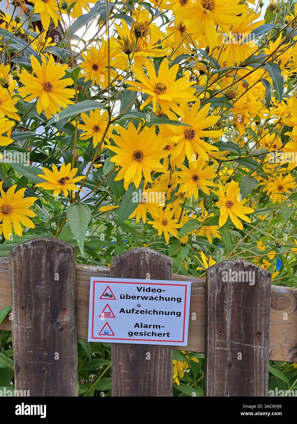 Segnale di videosorveglianza, registrazione, allarme fissato sulla recinzione del giardino, Renania settentrionale-Vestfalia, Germania Foto Stock