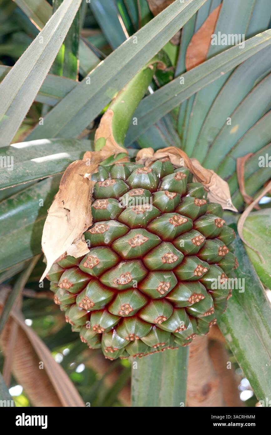 Frutto non maturo di un albero di vite (Pandanus spec.), Gran Canaria, Spagna, San Agustin Foto Stock