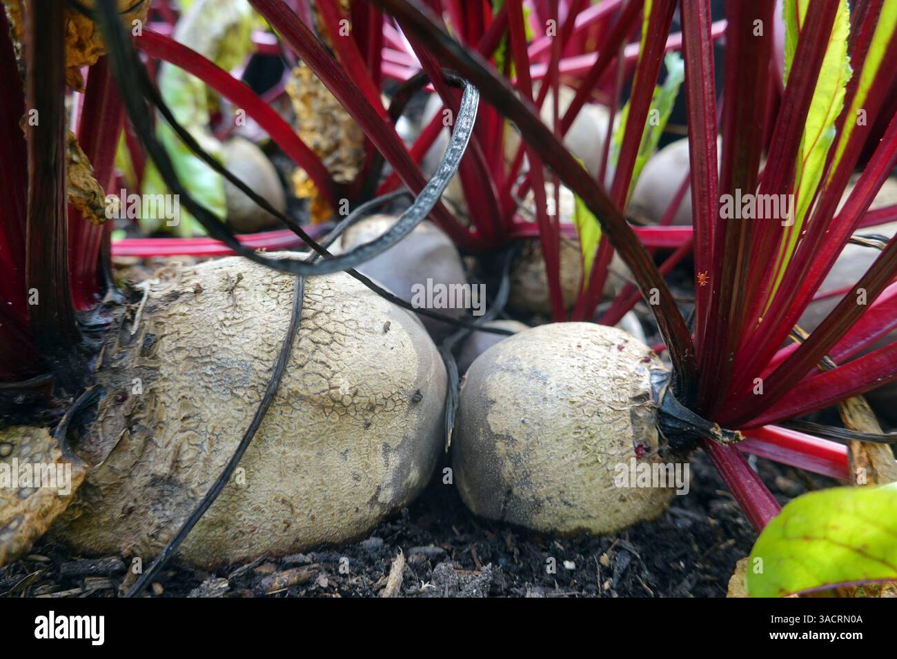 Barbabietola (Beta vulgaris subsp. vulgaris), barbabietole, piante in letti rialzati Foto Stock