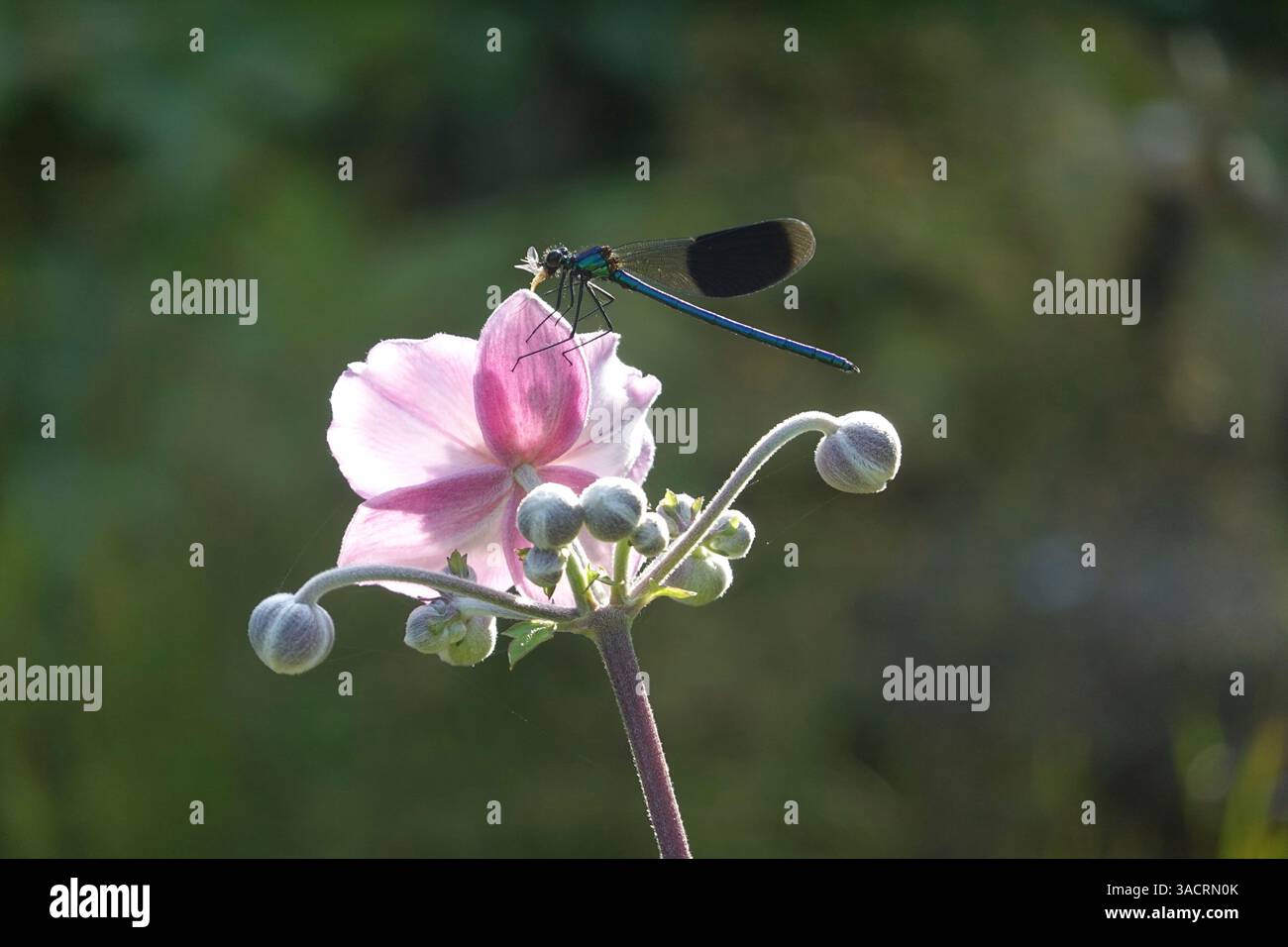 Damigella a banda (Calopteryx splendens) seduta sul fiore di un anemone autunnale ((Anemone hupehensis)) e mangiando un insetto che ha catturato Foto Stock