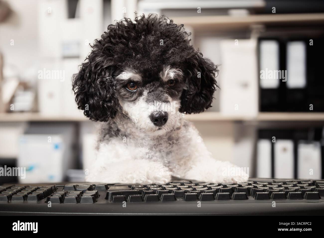 Cane divertente che lavora al computer con ufficio deconcentrato. Cucciolo davanti alla tastiera come se guardasse lo schermo del computer. Scrittura, apprendimento o incontro di squadra Foto Stock