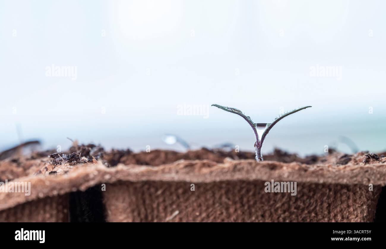 Nuove piantine che emergono dal suolo in vasi biodegradabili, evidenziando pratiche ecocompatibili e una crescita fresca Foto Stock