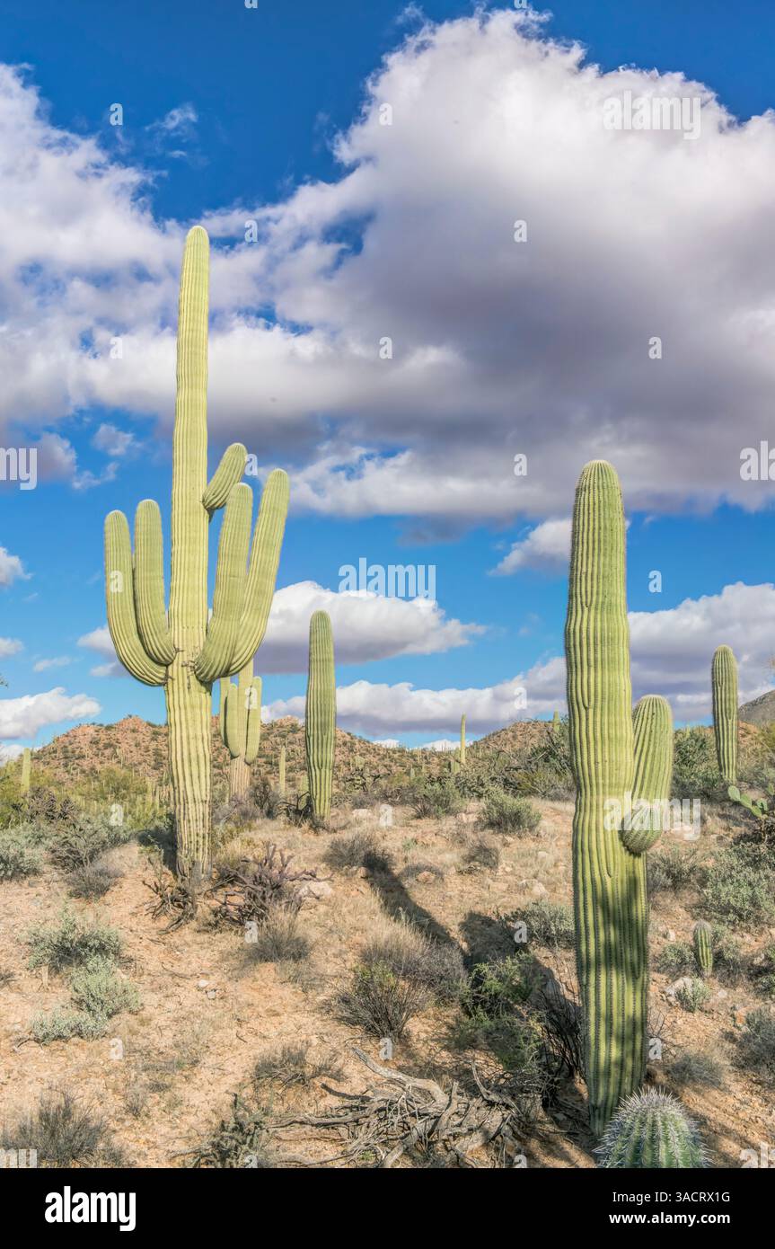 Arizona, Saguaro National Park. Deserto di Sonora Foto Stock