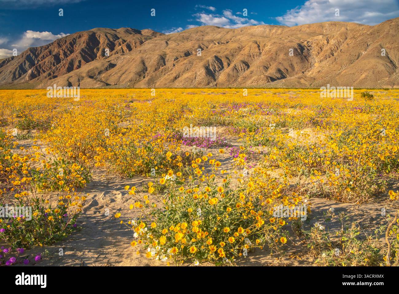 USA, California, Anza Borrego Desert State Park. Verbena fiorita e fiori di campi d'oro. ©Cathy & Gordon Illg / Jaynes Gallery / DanitaDelimont.com Foto Stock