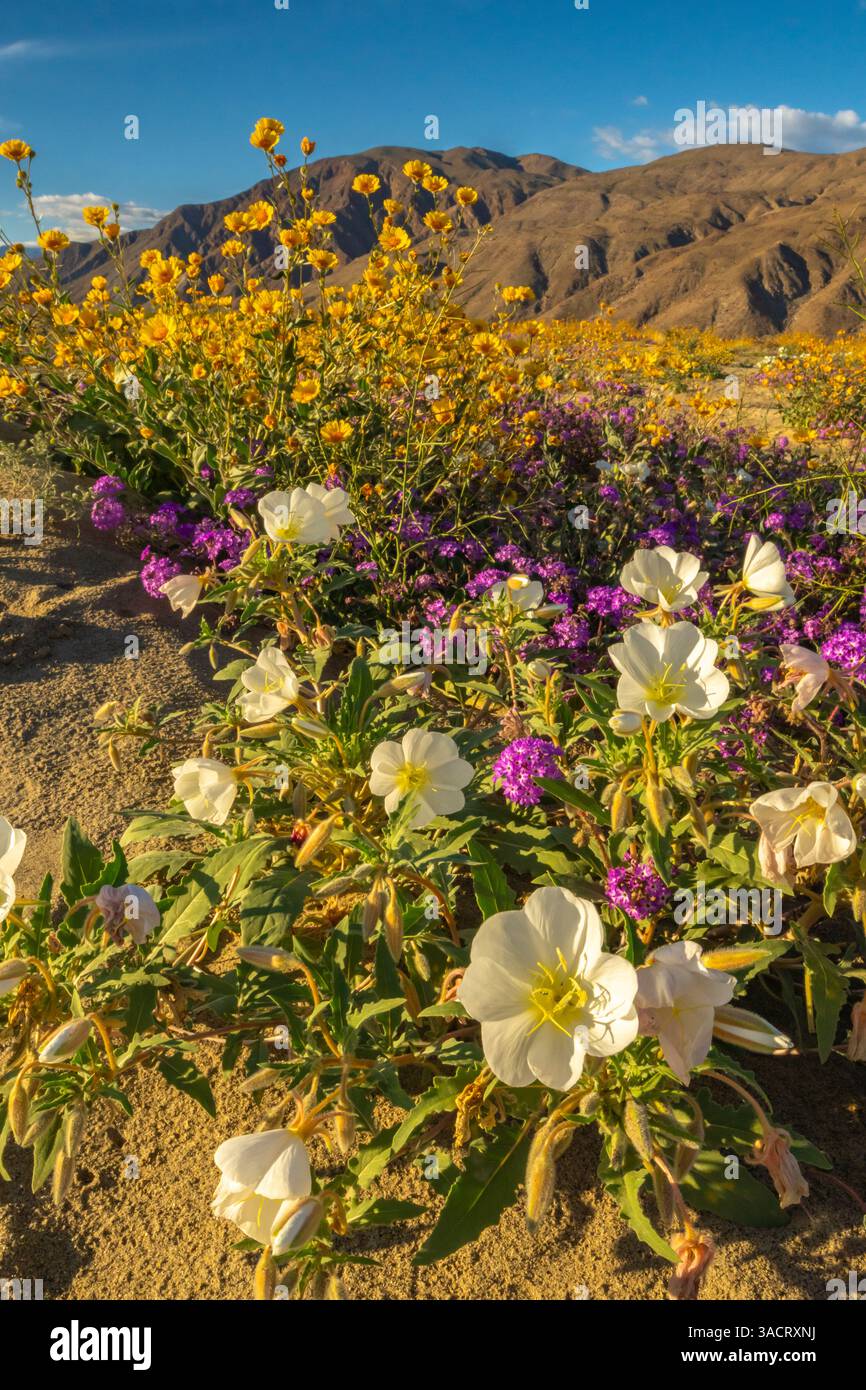 USA, California, Anza Borrego Desert State Park. Fiori del deserto in fiore. ©Cathy & Gordon Illg / Jaynes Gallery / DanitaDelimont.com Foto Stock