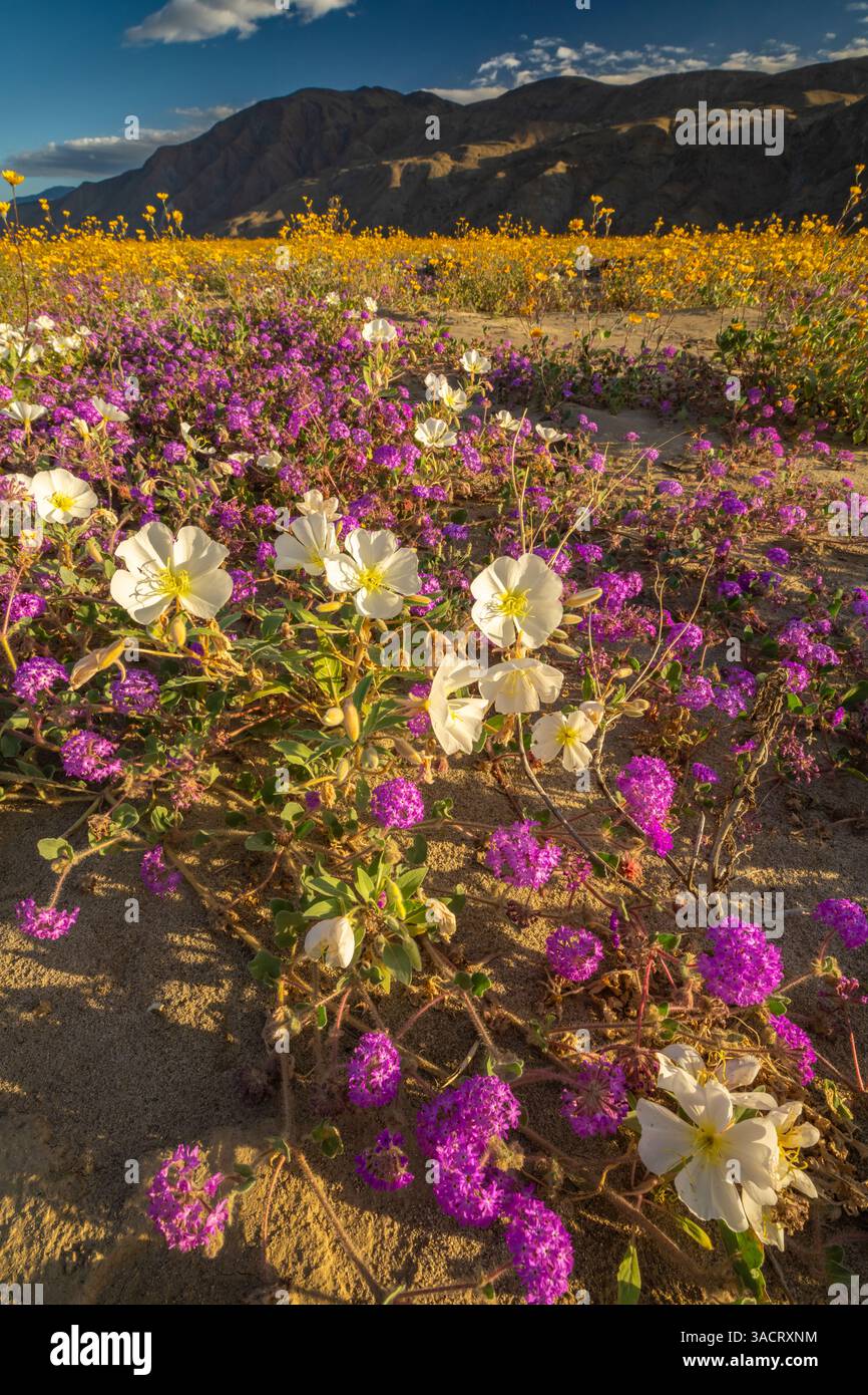 USA, California, Anza Borrego Desert State Park. Fiori del deserto in fiore. ©Cathy & Gordon Illg / Jaynes Gallery / DanitaDelimont.com Foto Stock
