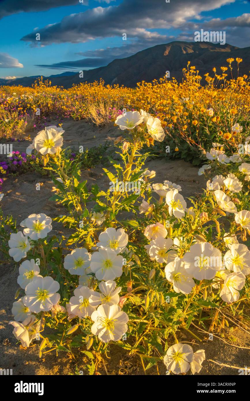 USA, California, Anza Borrego Desert State Park. Fiori del deserto in fiore. ©Cathy & Gordon Illg / Jaynes Gallery / DanitaDelimont.com Foto Stock