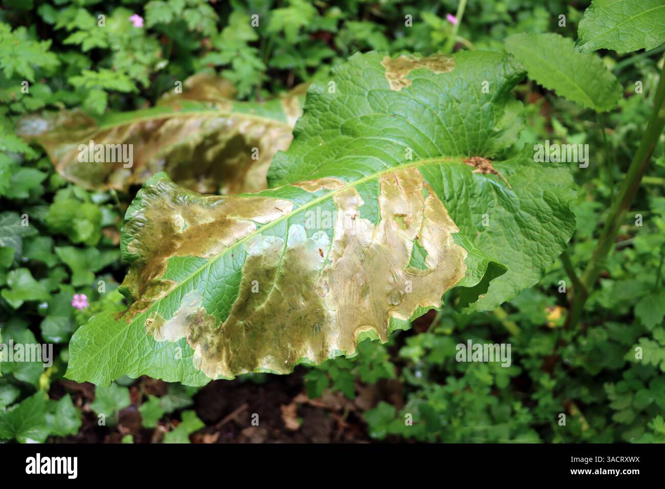 Foglia di un bacino (Rumex) danneggiata dal minatore Agromyzidae Foto Stock