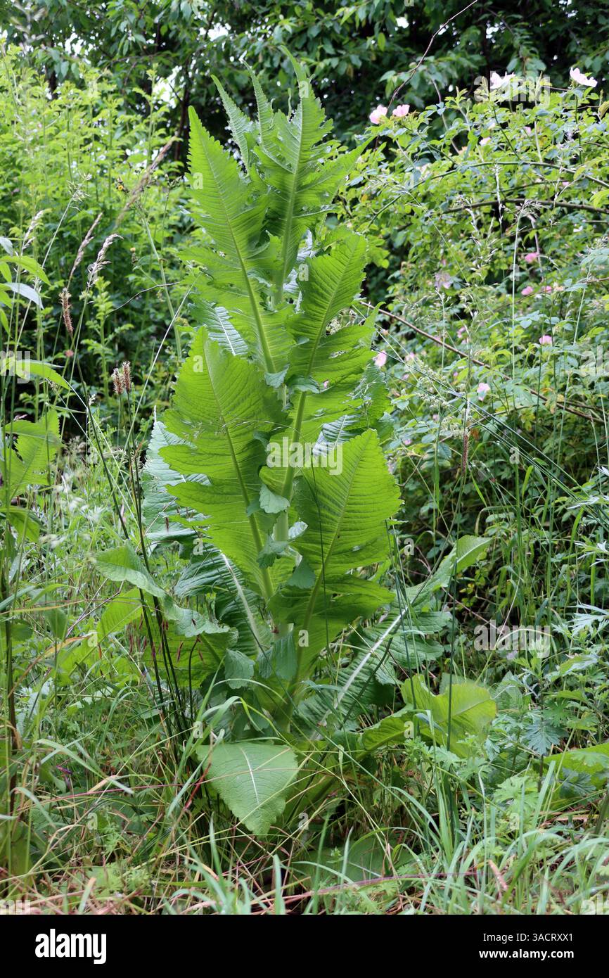 Teasel a foglie a taglio (Dipsacus laciniatus), teasel a foglie a taglio, teasel a lobi - habitus Foto Stock