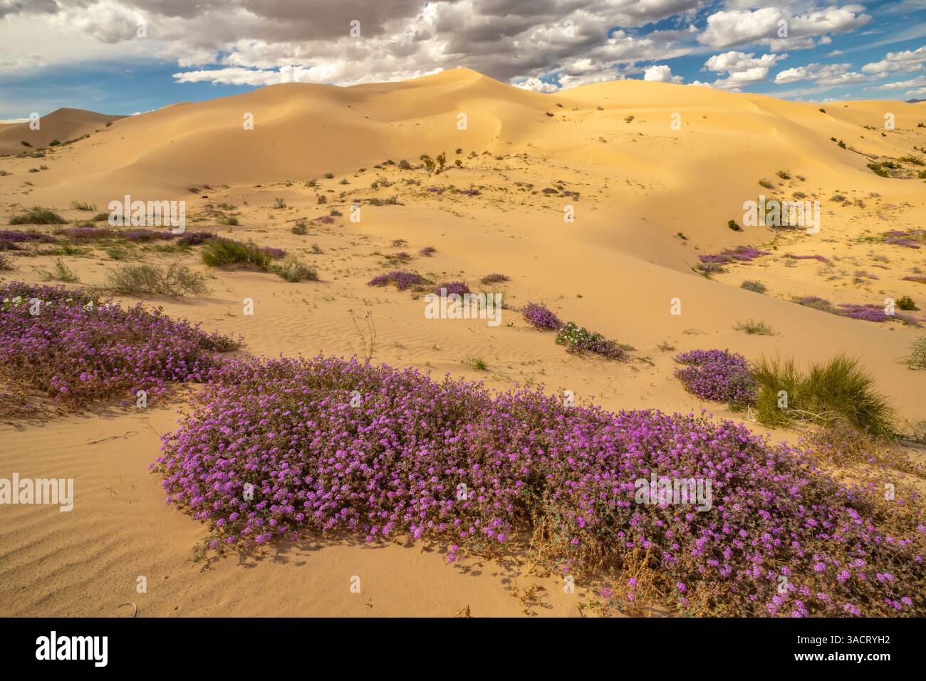 USA, California, Imperial Sand Dunes Recreation area. Fiori di verbena in fiore. ©Cathy & Gordon Illg / Jaynes Gallery / DanitaDelimont.com Foto Stock