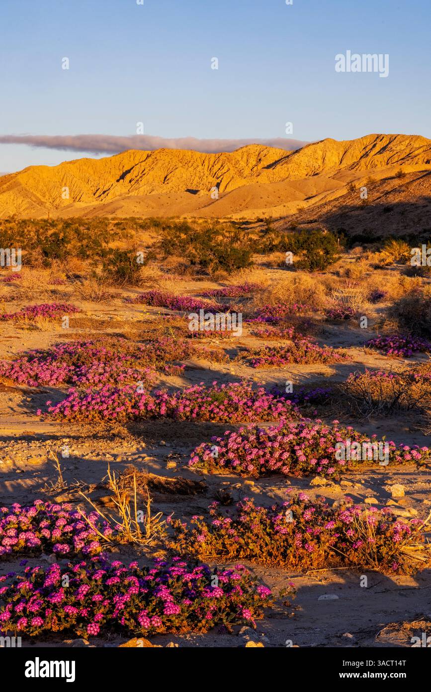 Fiori selvatici di verbena di sabbia nella riserva naturale nazionale di Coachella Valley vicino a Palm Springs, California, Stati Uniti Foto Stock