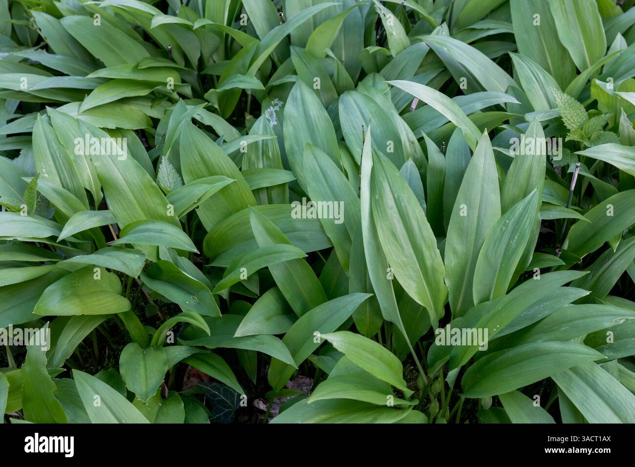 Piante fresche di aglio selvatico nella foresta Foto Stock