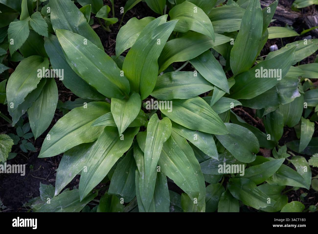 Piante fresche di aglio selvatico nella foresta Foto Stock