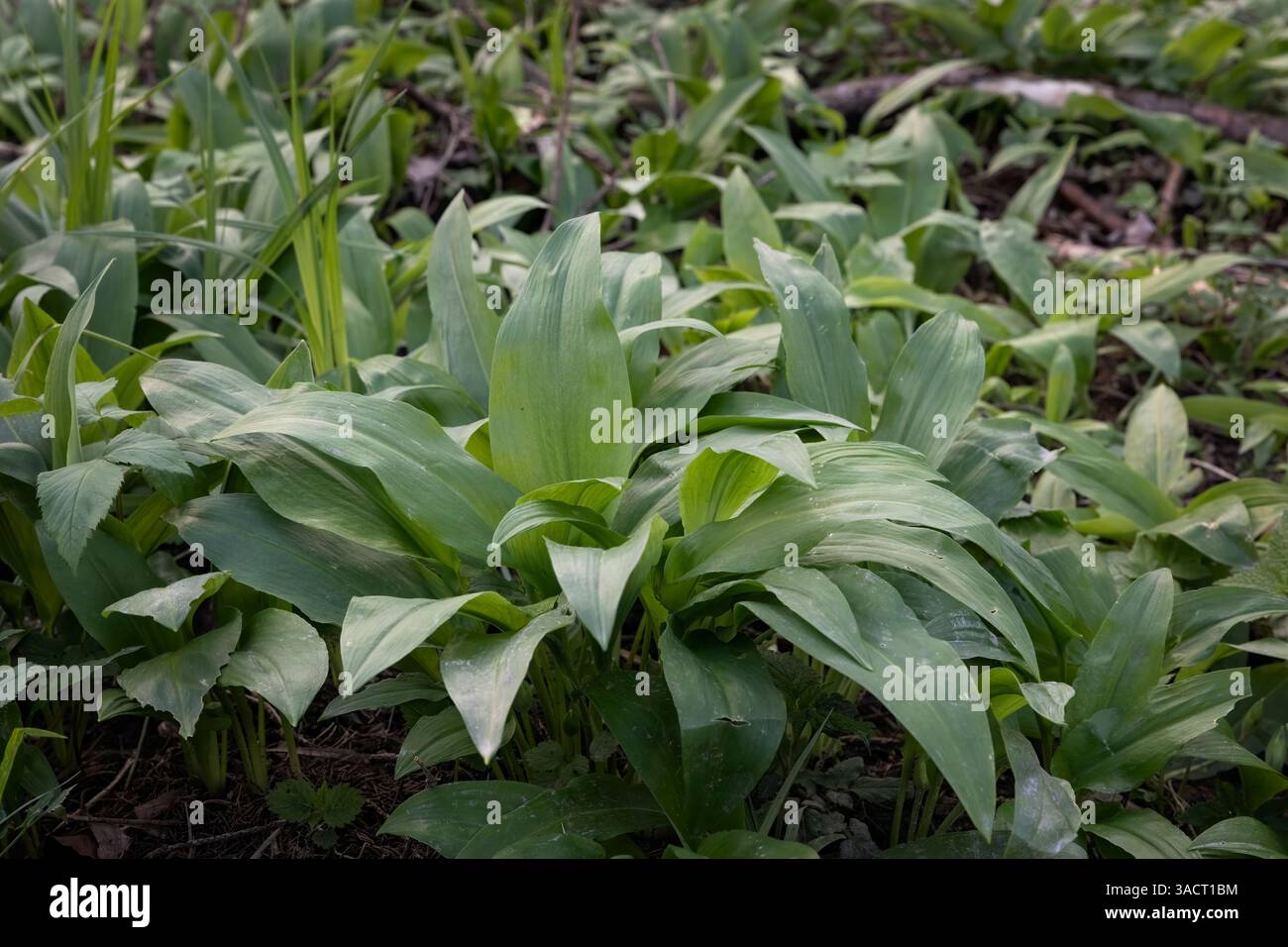 Piante fresche di aglio selvatico nella foresta Foto Stock