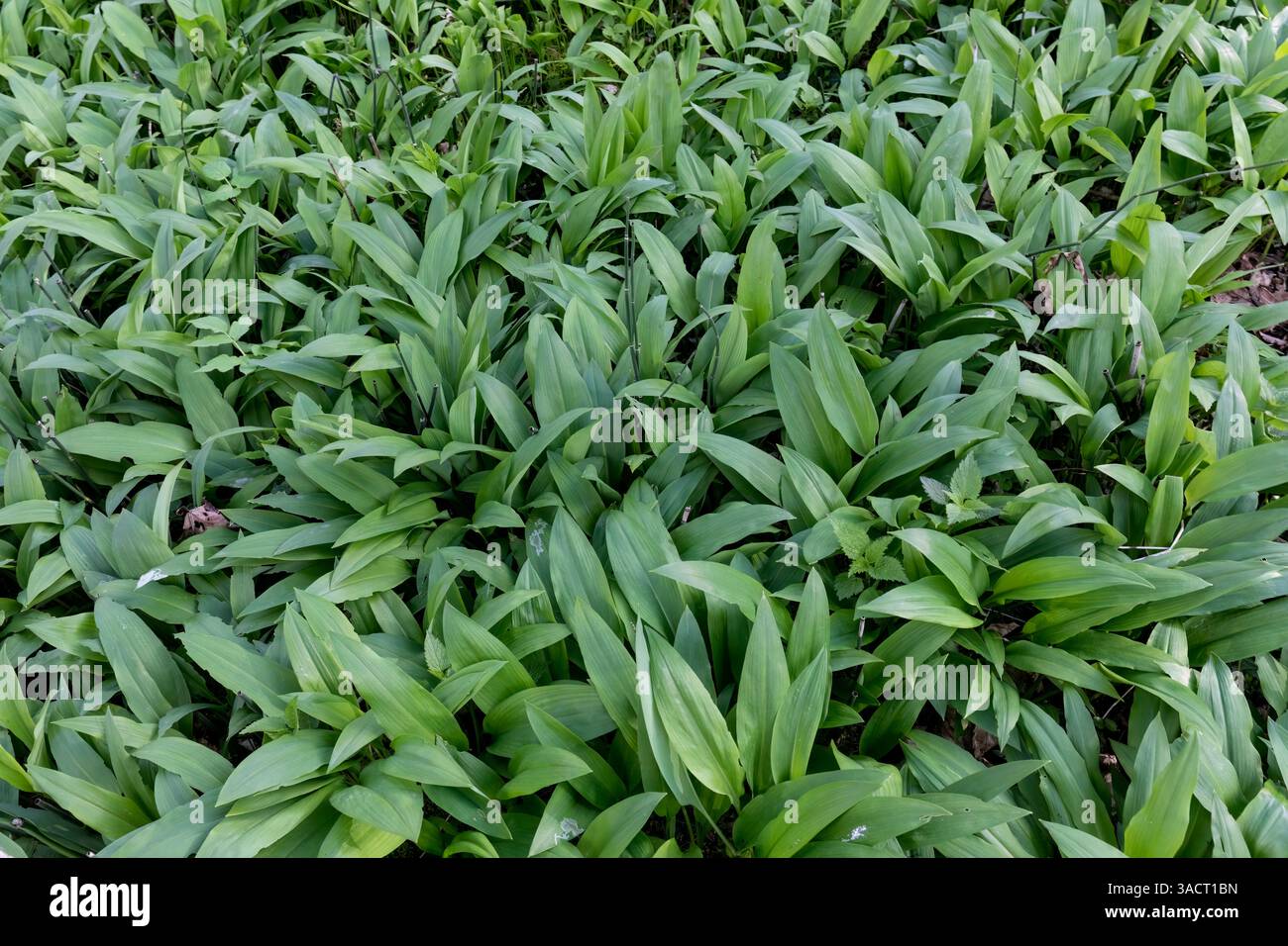 Piante fresche di aglio selvatico nella foresta Foto Stock