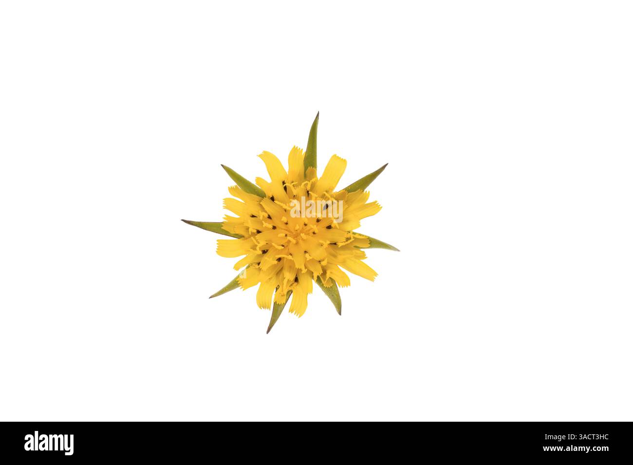 Grande barba di capra (Tragopogon dubius) su sfondo bianco Foto Stock