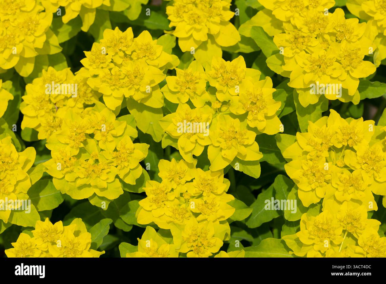 Spurga di cuscino (euforbia epithymoides) nel giardino Foto Stock