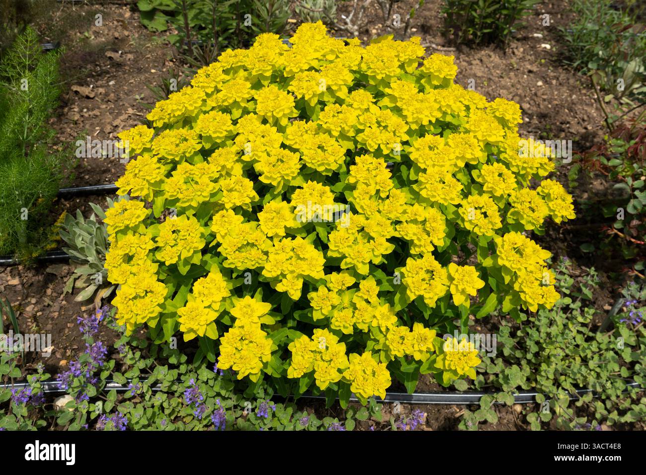 Spurga di cuscino (euforbia epithymoides) nel giardino Foto Stock