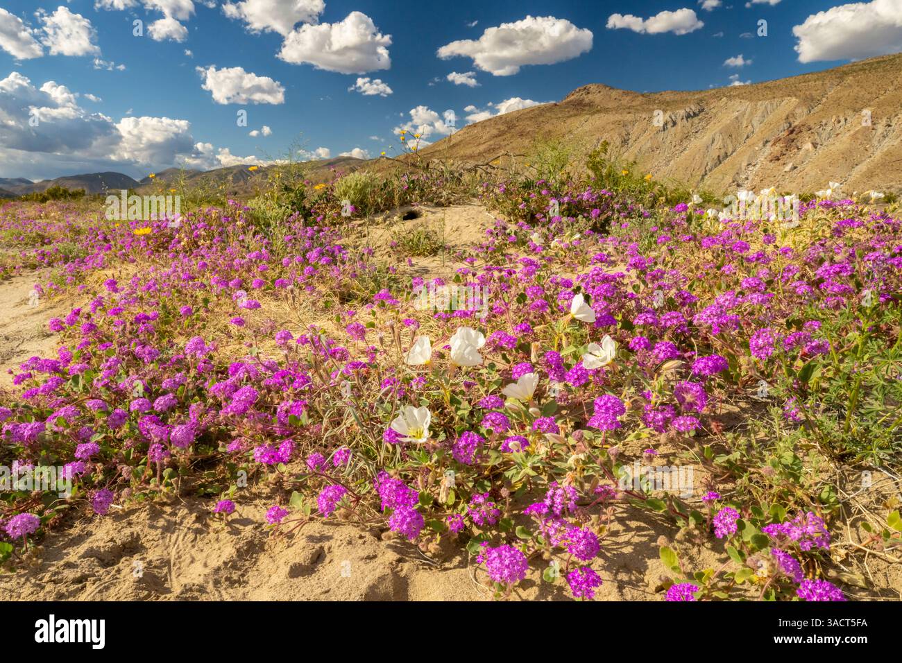 USA, California, Anza Borrego Desert State Park. Fiori del deserto in fiore. ©Cathy & Gordon Illg / Jaynes Gallery / DanitaDelimont.com Foto Stock