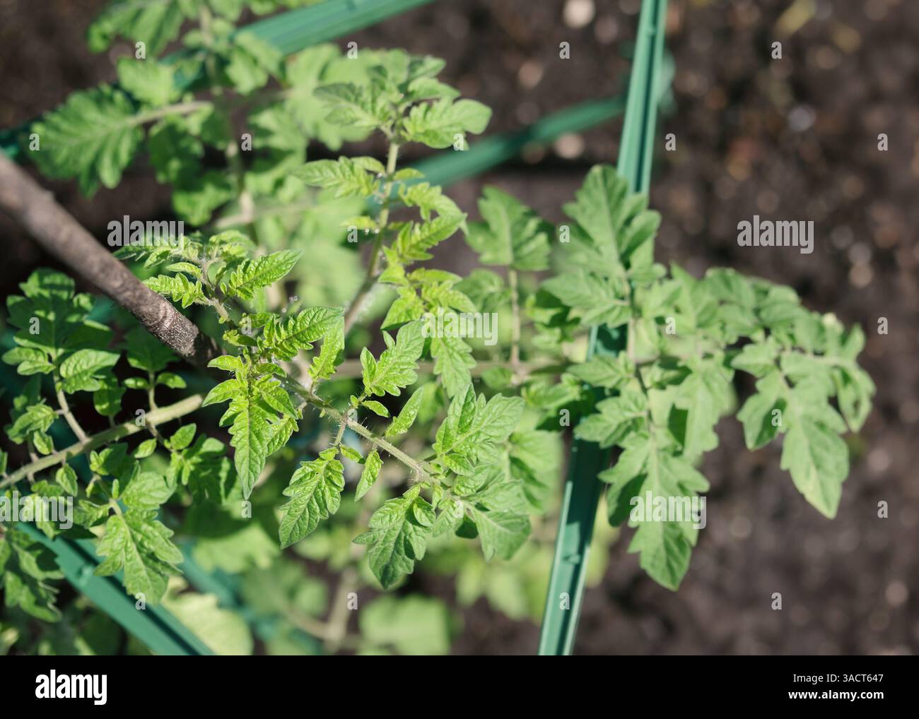 Pianta di pomodoro con picchetti e bracci di supporto nel giardino primaverile. Vista dall'alto del ramo verde di pomodoro in giardino in una giornata di sole. Piano Sweet Million Cherry Tomato Foto Stock
