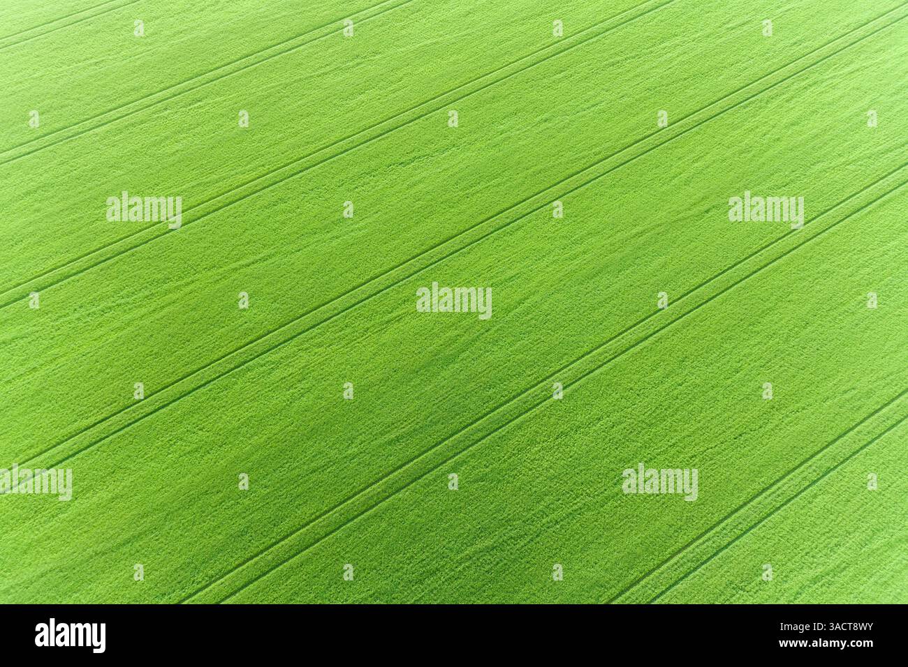 Veduta aerea di Wheat Field, Marion County, Illinois. Foto Stock
