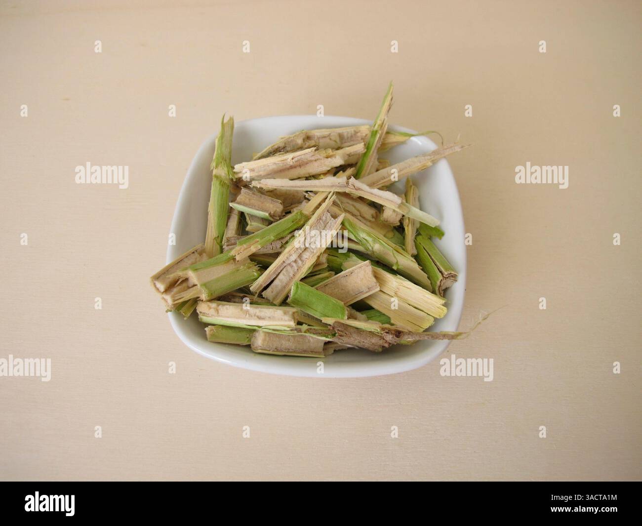 Tagliare il legno del giovane anziano con la polpa del vecchio, il legno del sambuco nero, Sambucus nigra Foto Stock