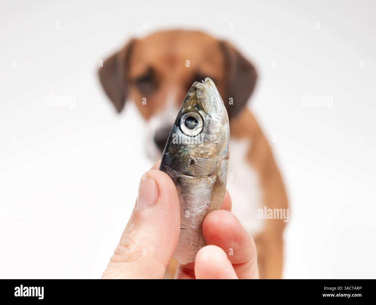 Tenere a mano pesci con cane deconcentrato su sfondo grigio. Un cucciolo carino che aspetta il pesce sardine in mano ai proprietari. Cibo crudo sano è morto o abbaiare per il cane Foto Stock