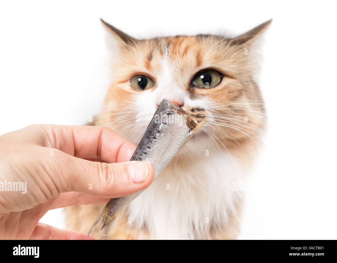 Gatto curioso con sardine tenuto dal proprietario dell'animale. Carino gattino soffice che puzza pesce crudo. Cibo crudo sano è morto o barf per gatti. Pesce grasso a basso contenuto di mercurio con fa Foto Stock