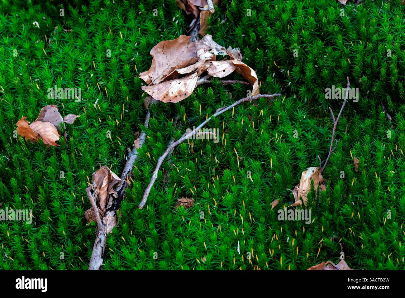 Muschio e foglie morte sul terreno nella foresta autunnale. Foto Stock