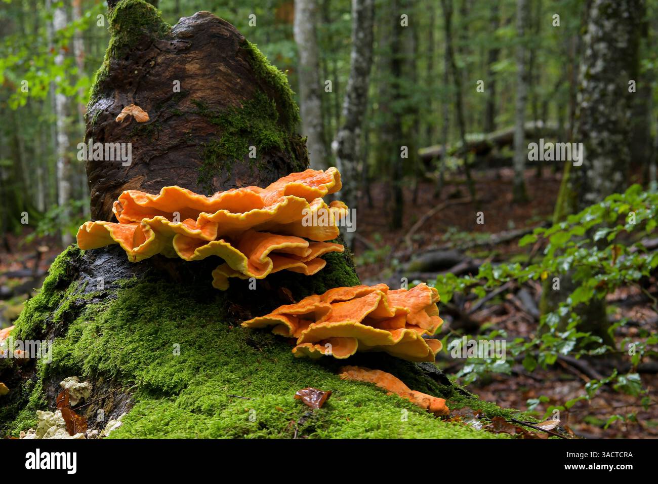Grande spore di zolfo su un tronco di albero muschiato morto Foto Stock