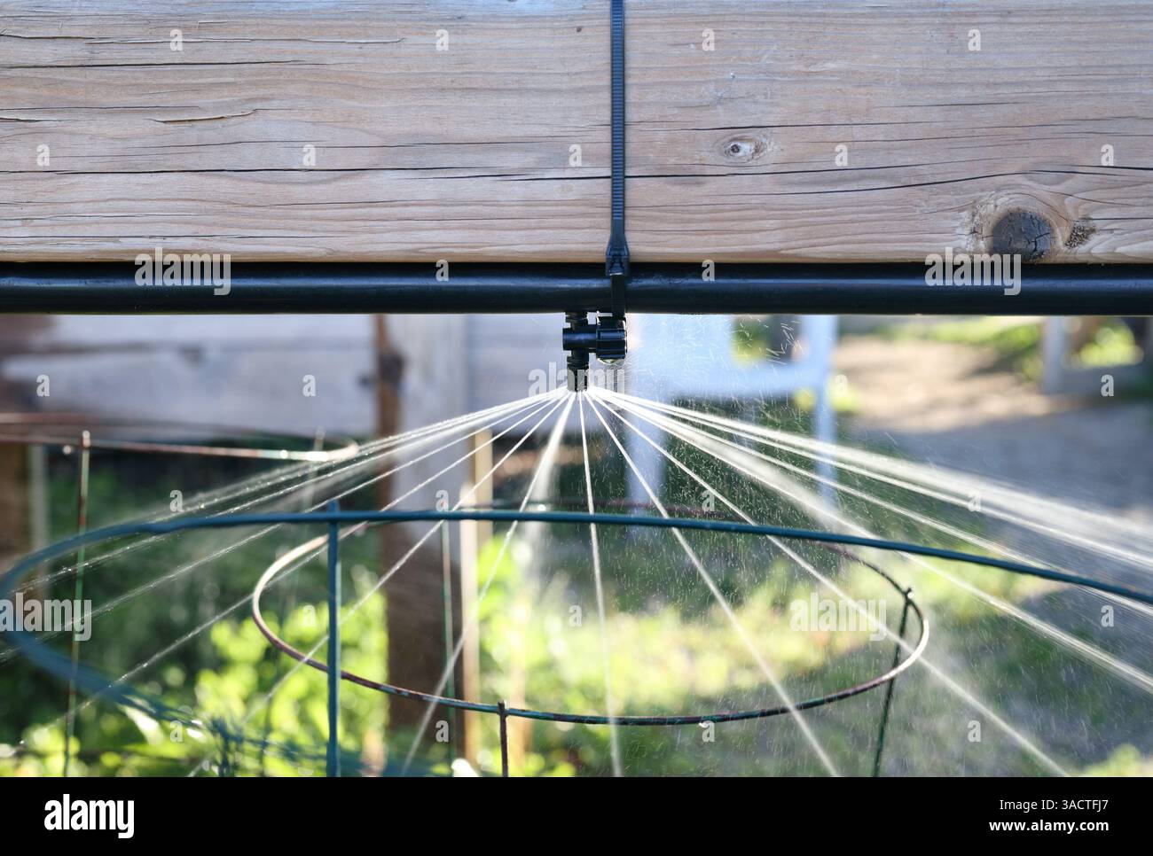 Sistema di irrigazione a soffitto o irrigatore per il letto da giardino. Concentratevi sugli sprinkler. Primo piano dell'ugello della testina sprinkler che spruzza acqua. Irrigazione automatica efficiente Foto Stock Sistema di irrigazione a soffitto o irrigatore per il letto da giardino. Concentratevi sugli sprinkler. Primo piano dell'ugello della testina sprinkler che spruzza acqua. Irrigazione automatica efficiente Foto Stock