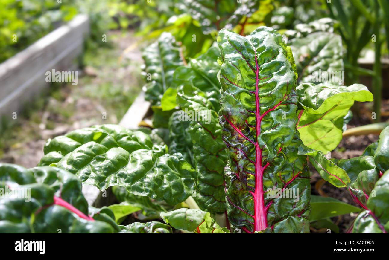 Bietola svizzera che cresce in orto con verdure defocalizzate. Primo piano di piante arcobaleno quasi pronte per la raccolta. Conosciuto come frutteto di steli, spinaci Foto Stock