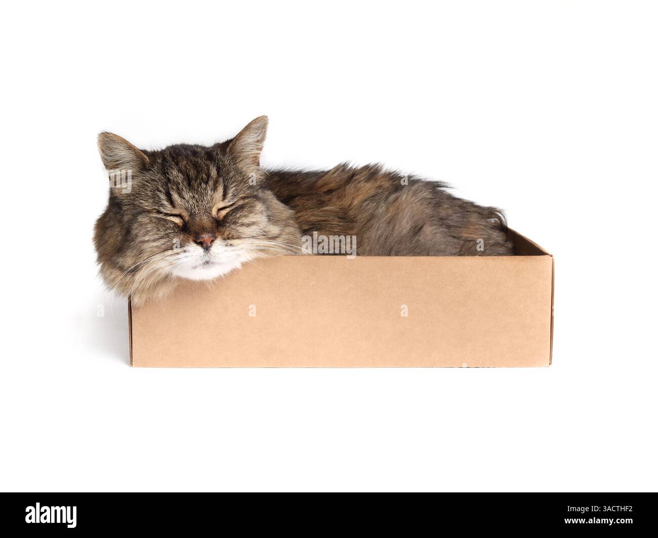 Cat isolato in scatola di cartone. Corpo completo di gattino simpatico che dorme in una piccola scatola di cartone, steso schiacciato e imbottito all'interno. Gatto super senior. Foto Stock