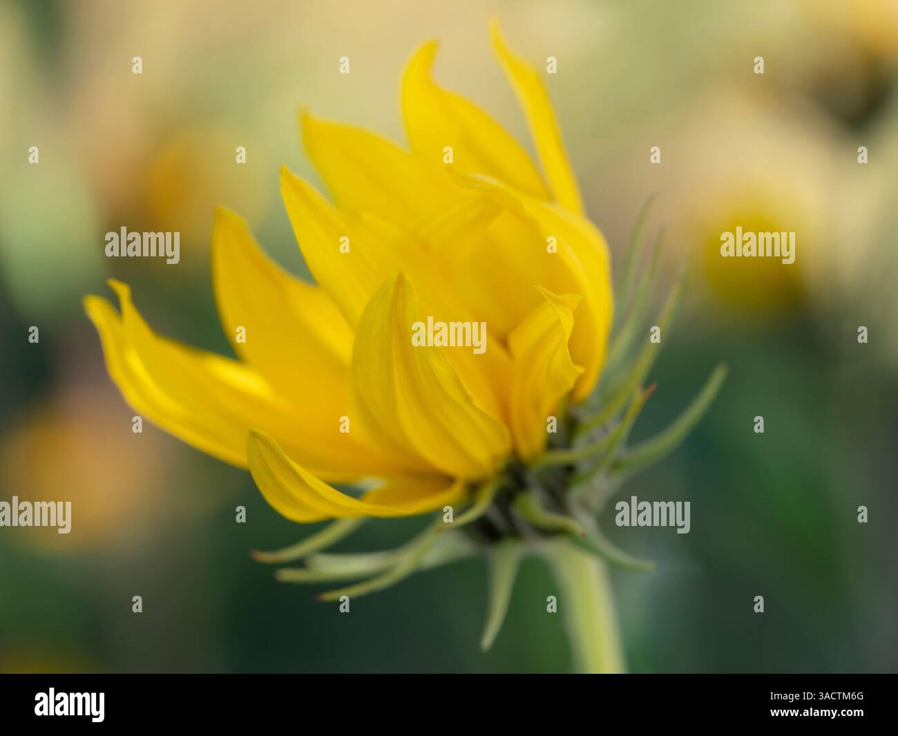Fiore del girasole Maximillian, New Mexico Foto Stock