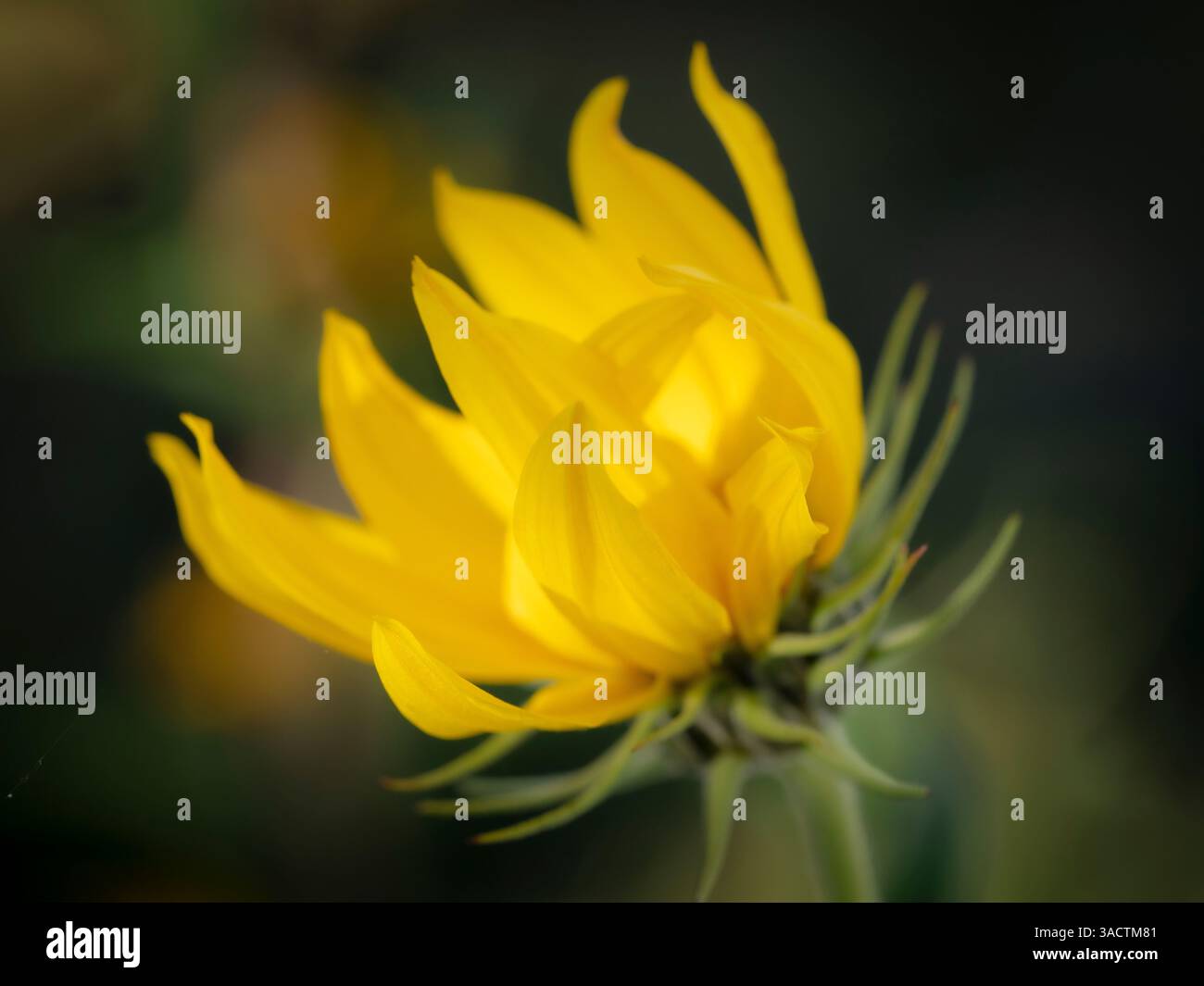 Fiore del girasole Maximillian, New Mexico Foto Stock