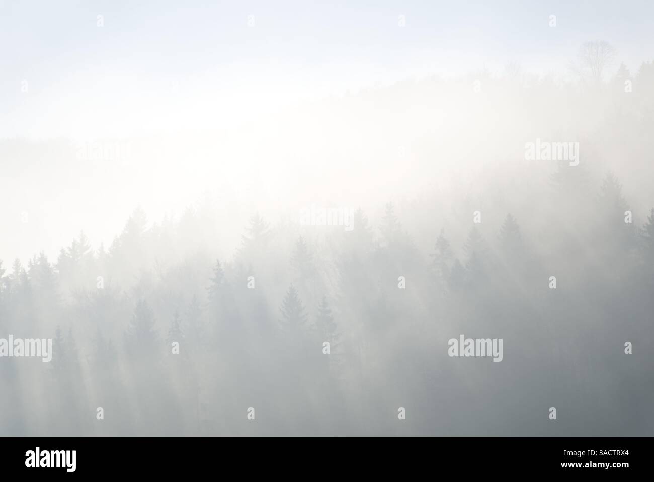 La foresta di conifere nella nebbia Foto Stock
