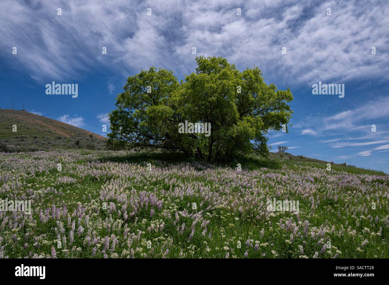 Stati Uniti, Utah. Quercia sulla collina del lupino Foto Stock
