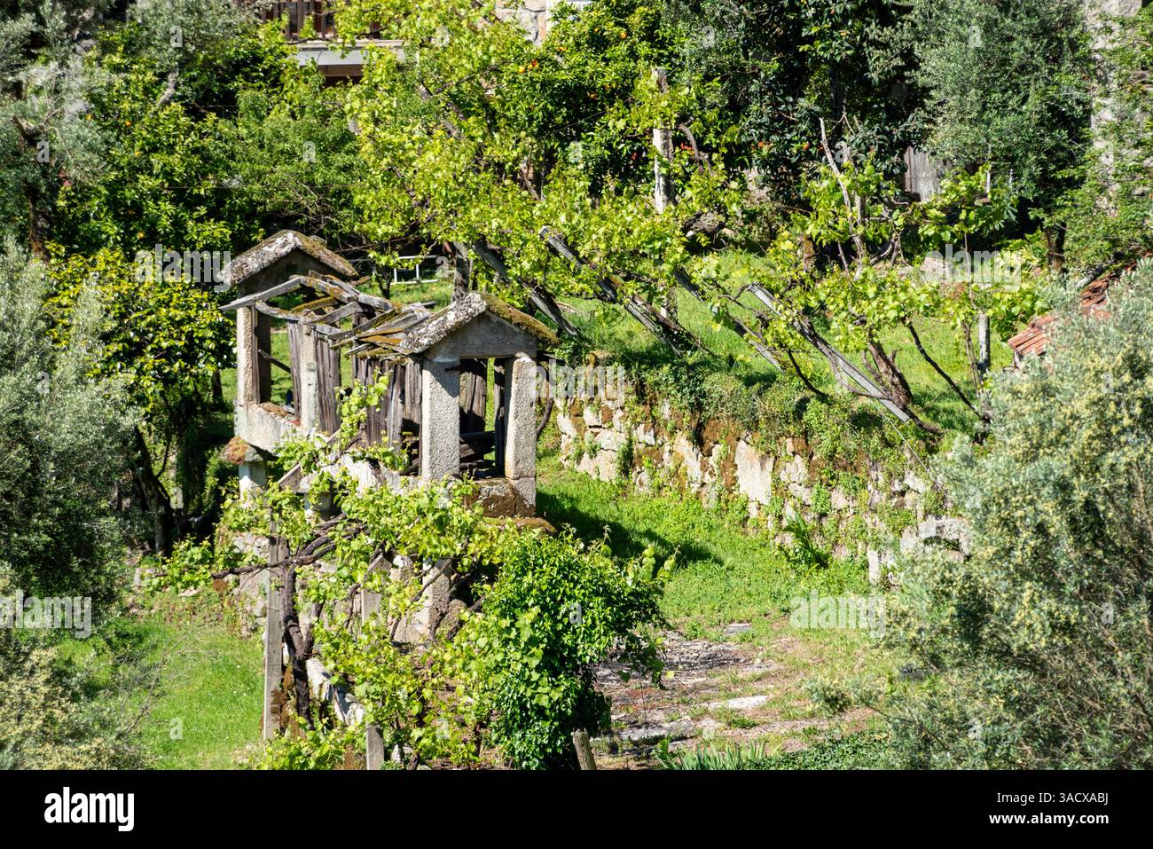 Tradizionale granaio storico in pietra situato in mezzo al verde lussureggiante, che incarna l'architettura e la tradizione rurale in un ambiente tranquillo nel pittoresco villaggio portoghese di Ermida, il Parco Nazionale di Peneda-Geres Foto Stock