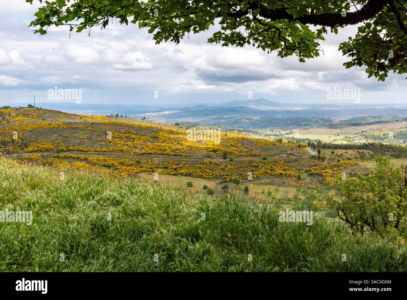 Ampia vista del pittoresco paesaggio rurale con un campo di fiori gialli vicino a Tracoso, Portogallo Foto Stock