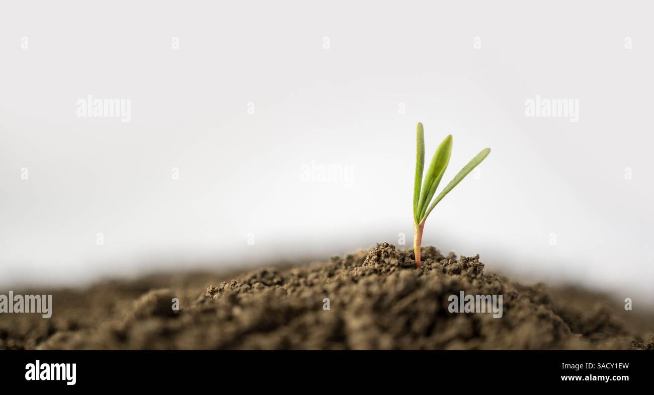 Foto macro di una singola semina a sinistra con spazio di copia a destra. Nuovo concetto di vita con una piccola pianta che germoglia dal suolo. Profondità bassa o. Foto Stock
