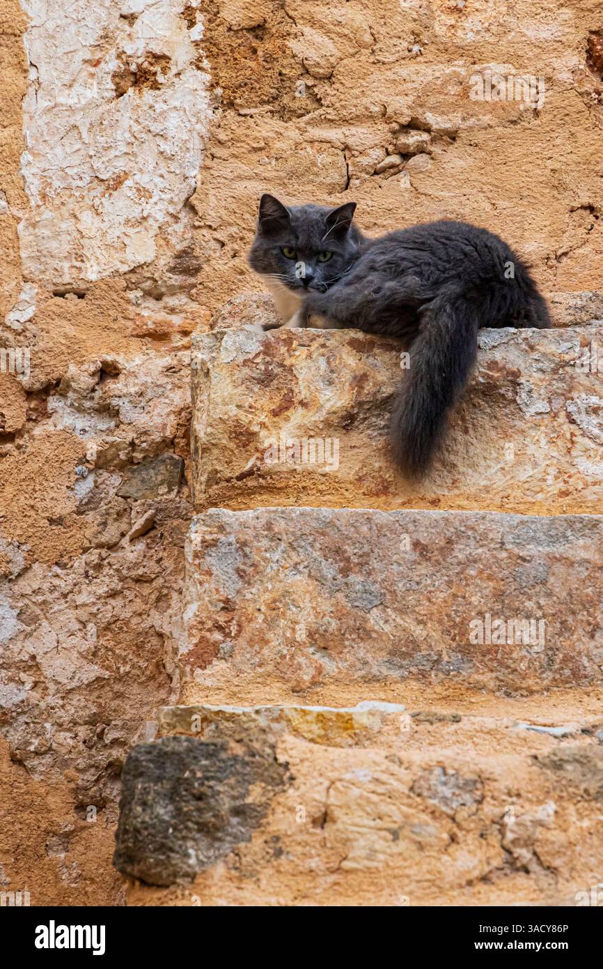 Gatto in cima ai vecchi gradini di pietra. Grecia, Creta, la Canea, la città vecchia. Foto Stock