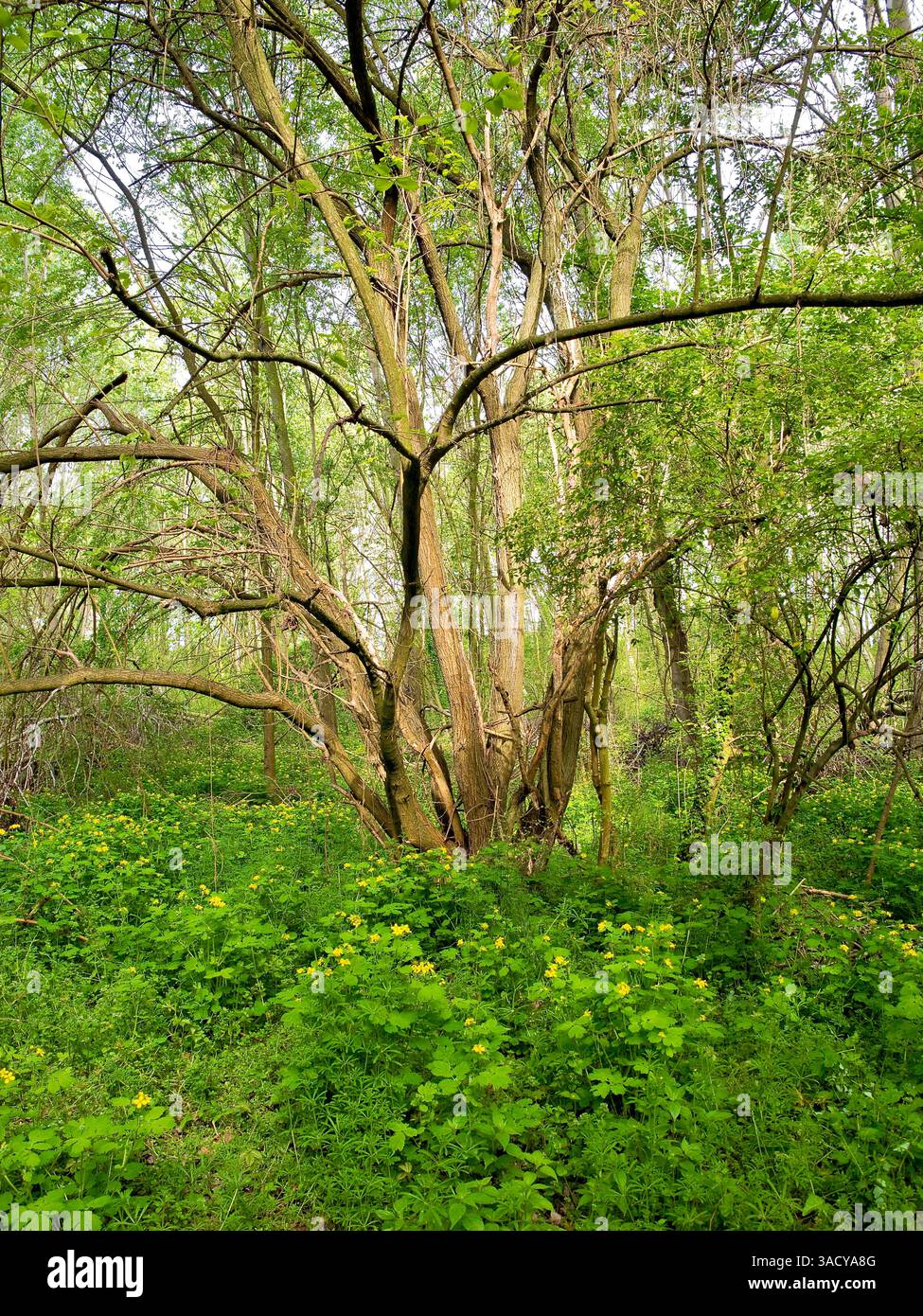 Italia, Lombardia, Mantova. Foresta e fiori gialli in fiore. Foto Stock